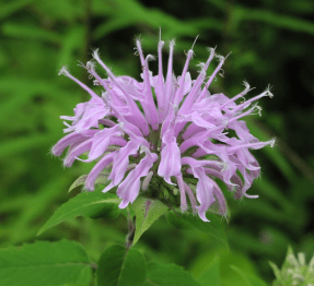 e4c75-captura2bde2bpantalla2b2017-11-152ba2blas2b13-44-17